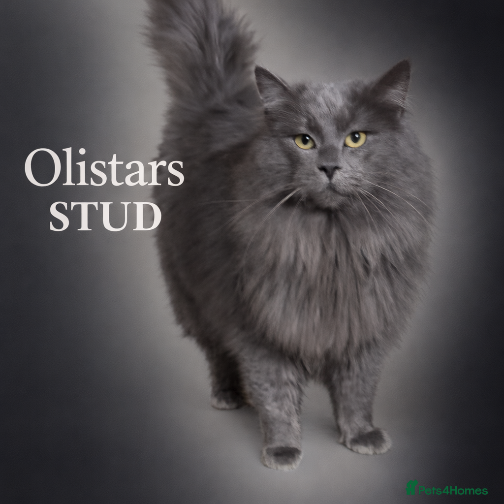 Maine Coon cats Proven Solid blue stud- fully health tested clear in Winsford - Advert 4