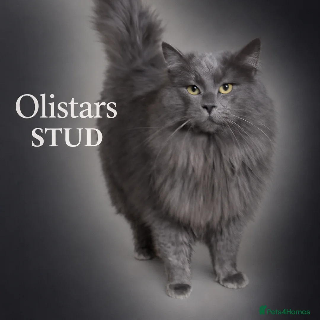 Maine Coon cats for stud: Proven Solid blue stud- fully health tested clear - Advert 1