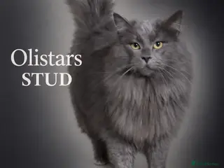 Maine Coon cats Proven Solid blue stud- fully health tested clear in Winsford - Advert 4