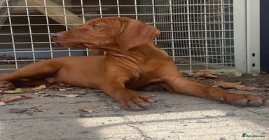 Hungarian Vizsla dogs - Advert 9