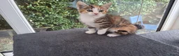 Mixed Breed cats for sale: RARE Tabico kittens 😻 Calico Tabbies  - Advert 17