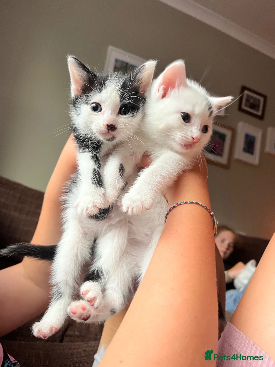 Russian Blue cats for sale: 2 x Black and white female russian blue kittens in Taunton - Advert 2