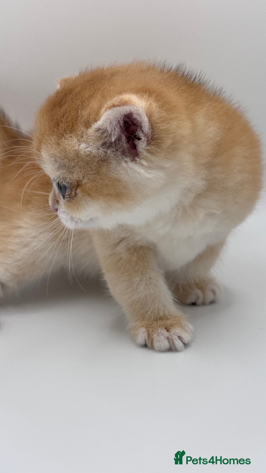 British Shorthair cats for sale: GCCF BSH BY12 GOLDEN CHOCOLATE KITTENS  - Image 17