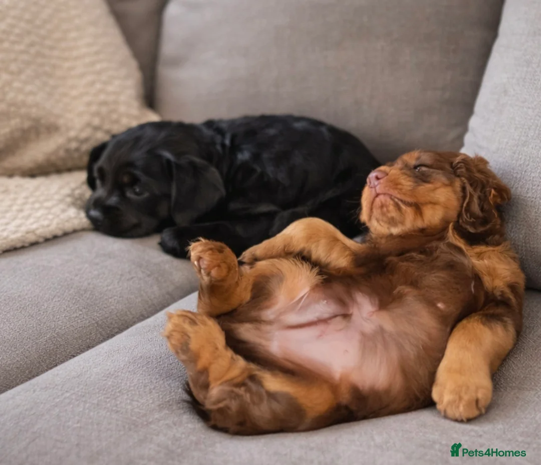 Cocker Spaniel dogs for sale: Cocker spaniel boys - Advert 2