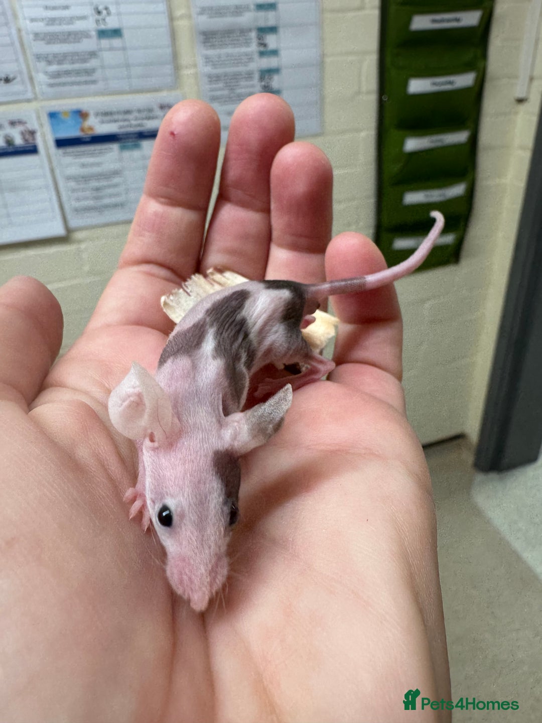 Mouse rodents for sale: Naked mice for sale  - Image 3