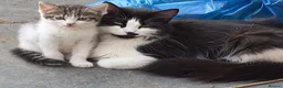 Maine Coon cats for sale: Last gorgeous male Maine Coon X longhair - Advert 3