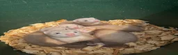 Ferret rodents for sale: Sandy Ferrets  in Gainsborough - Advert 1