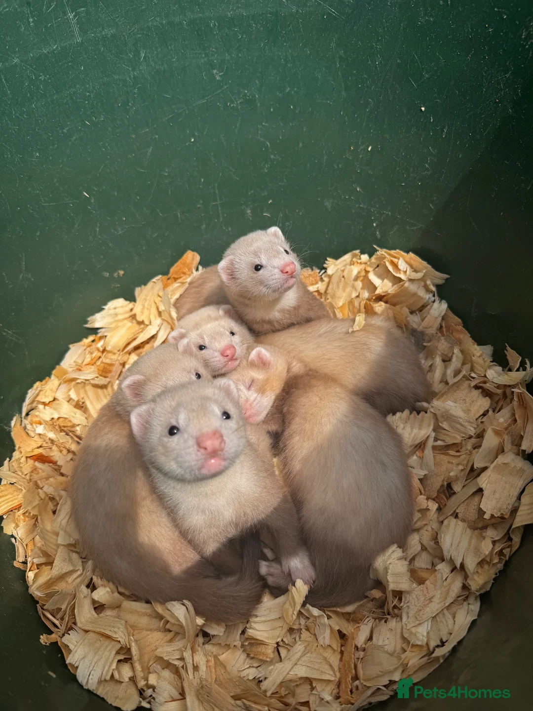 Ferret rodents for sale: Sandy Ferrets  in Gainsborough - Advert 1
