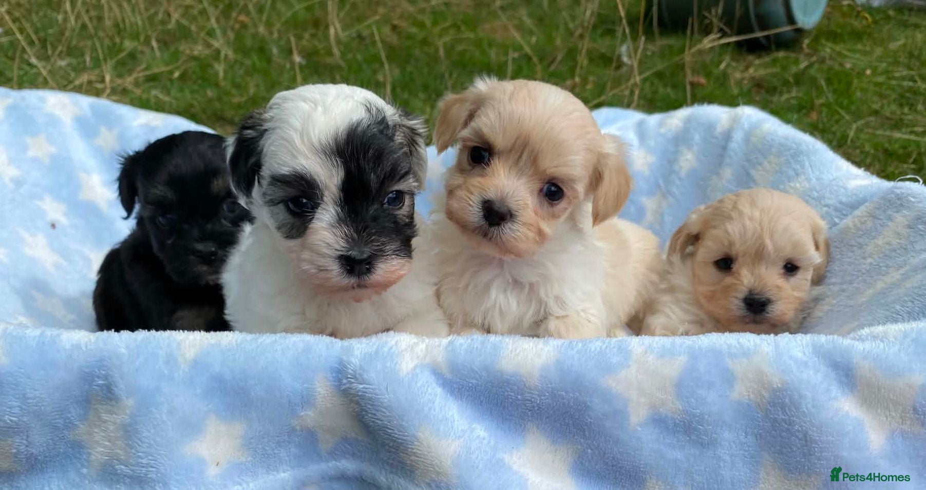 Maltipoo dogs F1 Korean Maltipoo puppies  - Advert 16