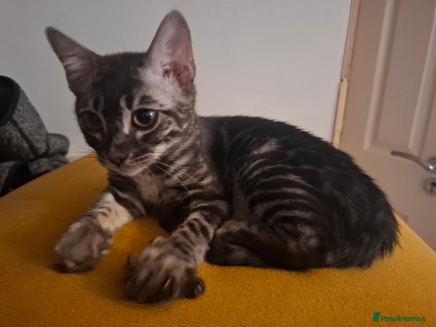 Bengal cats 🌟 Premium Bengal Tica Kittens – 5★Breeder 🌟 - Advert 4