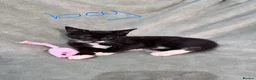 Mixed Breed cats for sale: 3 kittens looking for loving homes  - Advert 11