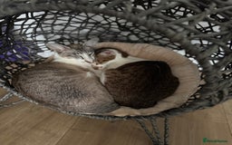 Peterbald cats for sale: Theo and Lewis (ginger )  - Image 3