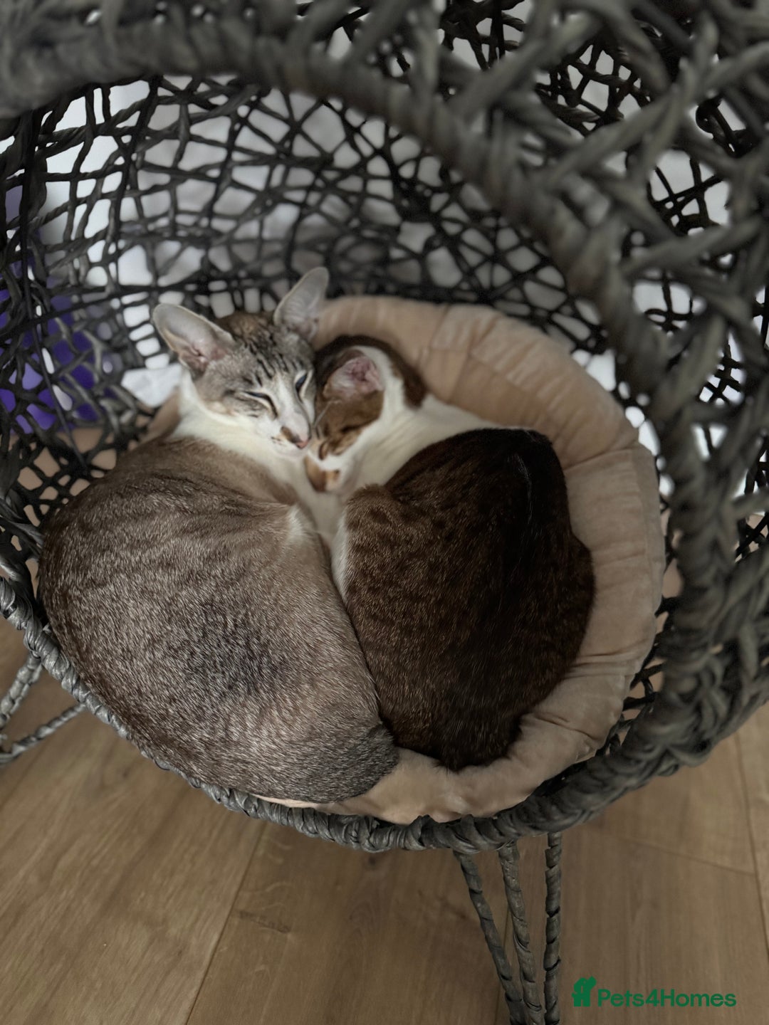 Peterbald cats for sale: Theo and Lewis (ginger )  - Image 3