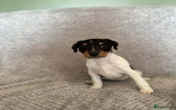 Jack Russell dogs for sale: Stunning tri coloured Jack Russel girl available  - Image 1