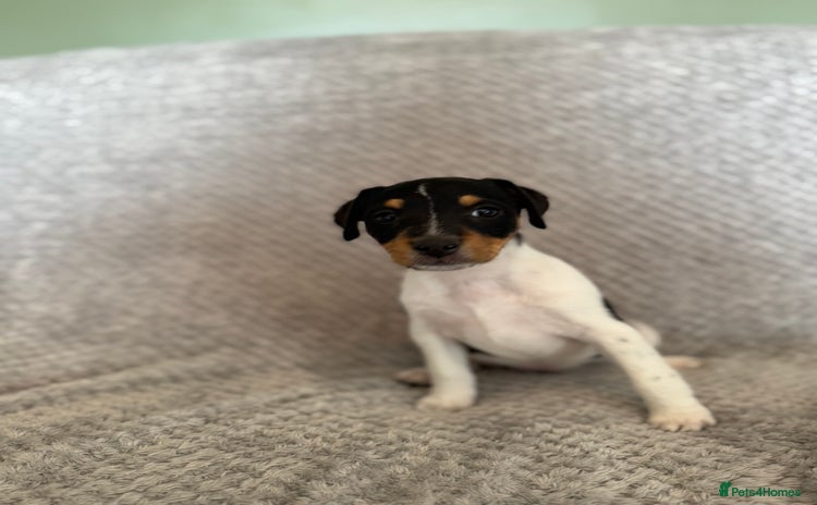 Jack Russell dogs - Advert 14