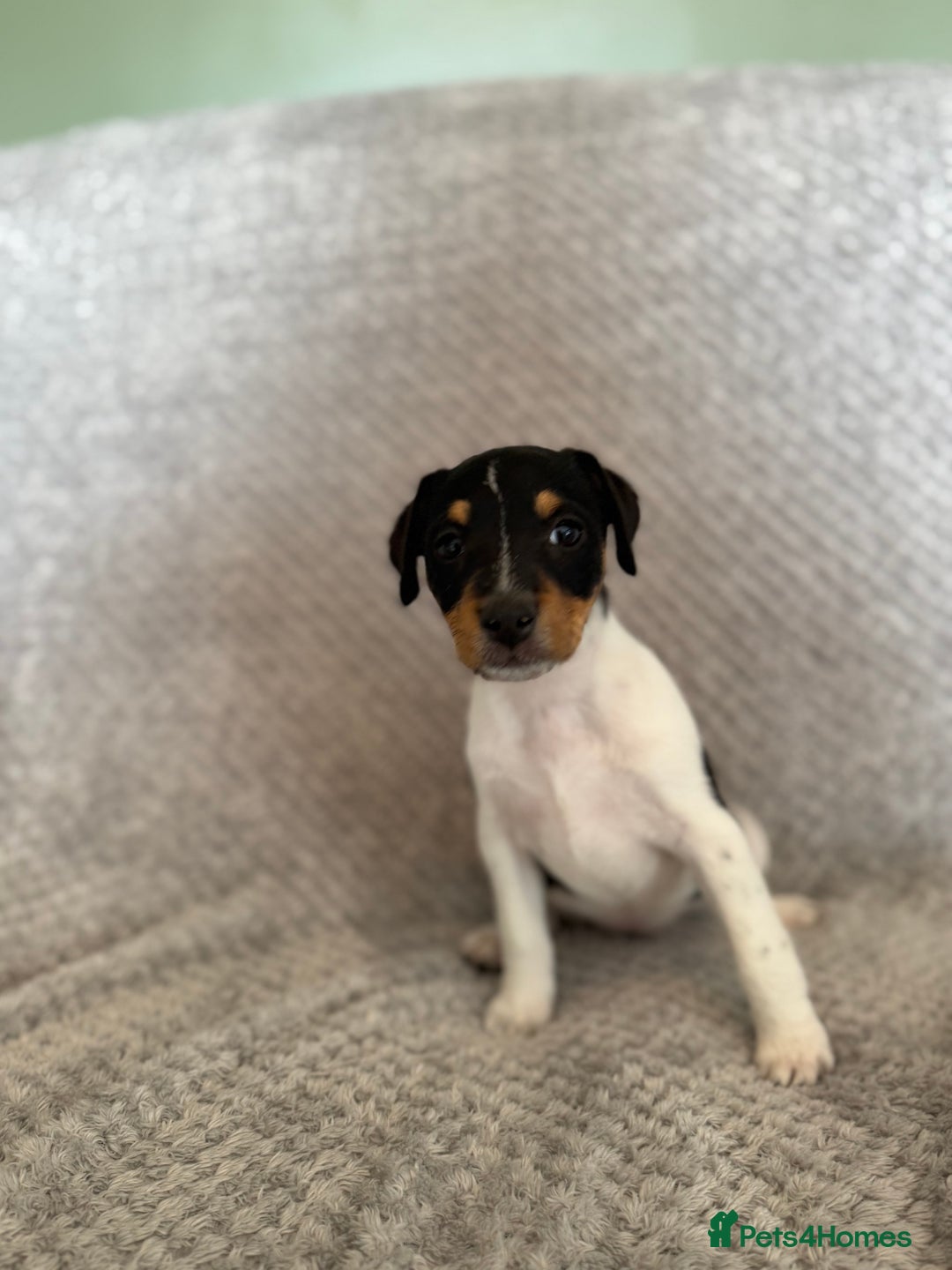 Jack Russell dogs for sale: Stunning tri coloured Jack Russel girl available  - Image 1
