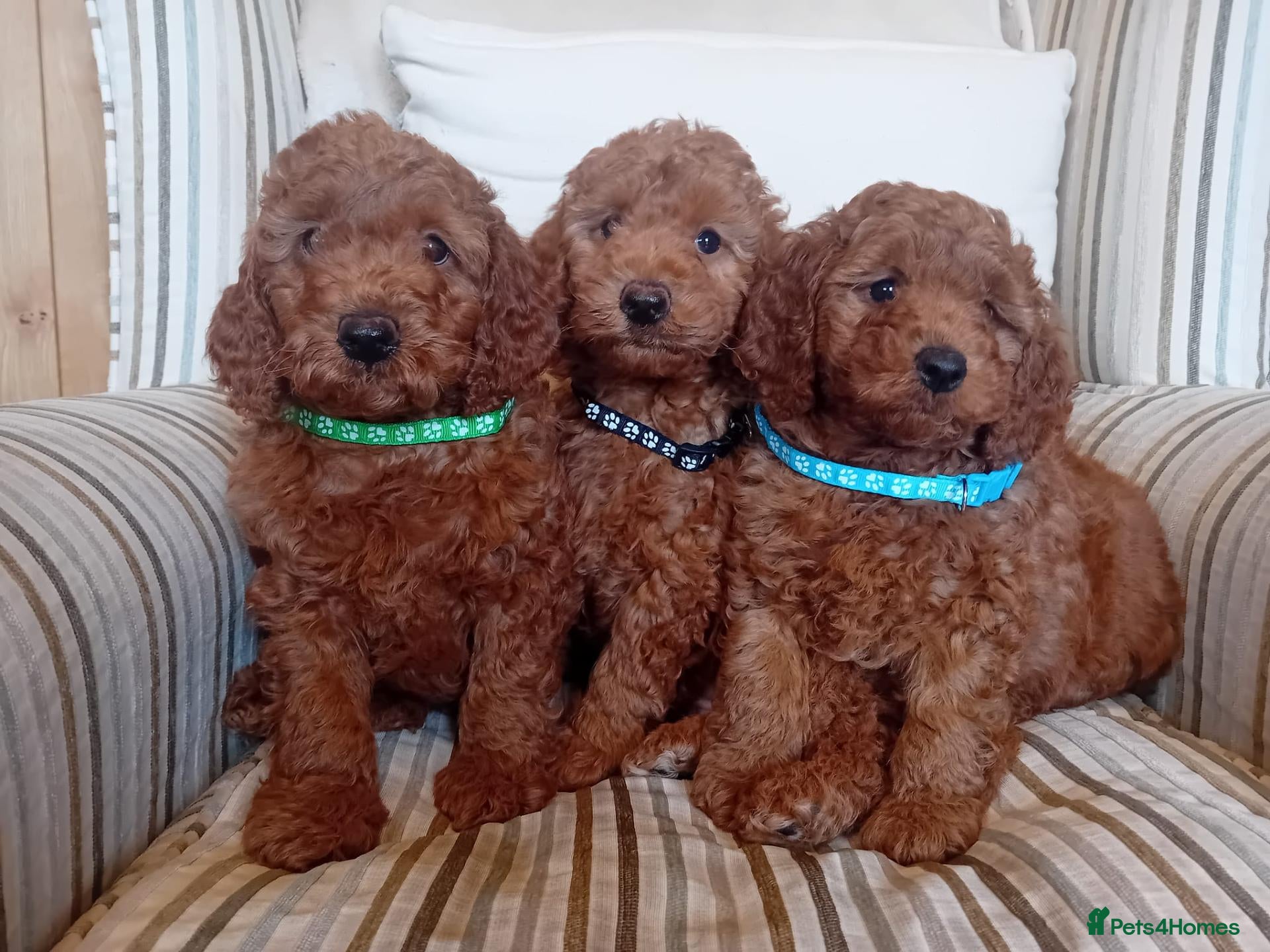Mini Goldendoodle dogs Stunning Goldendoodle Puppies - Advert 2
