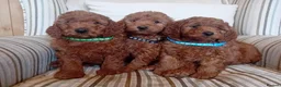 Mini Goldendoodle dogs for sale: Stunning Goldendoodle Puppies - Advert 2