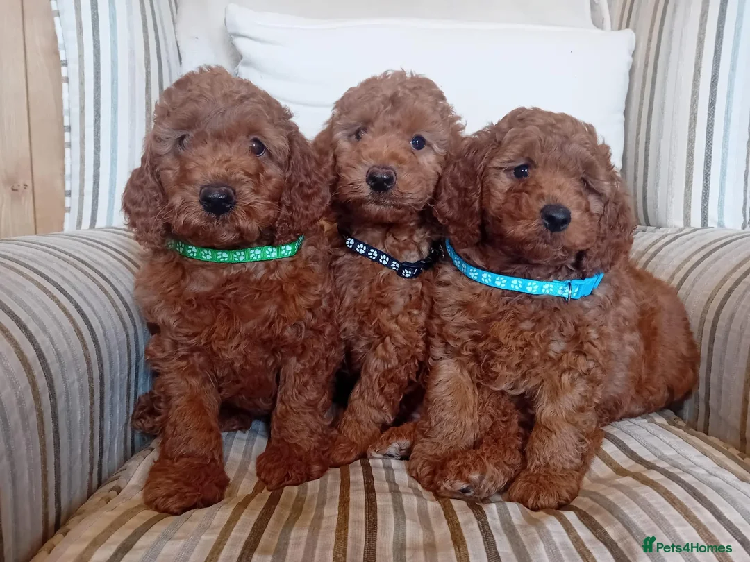 Mini Goldendoodle dogs for sale: Stunning Goldendoodle Puppies - Advert 2