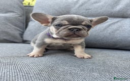 French Bulldog dogs for sale: French bulldog puppies health tested, ready  - Image 2