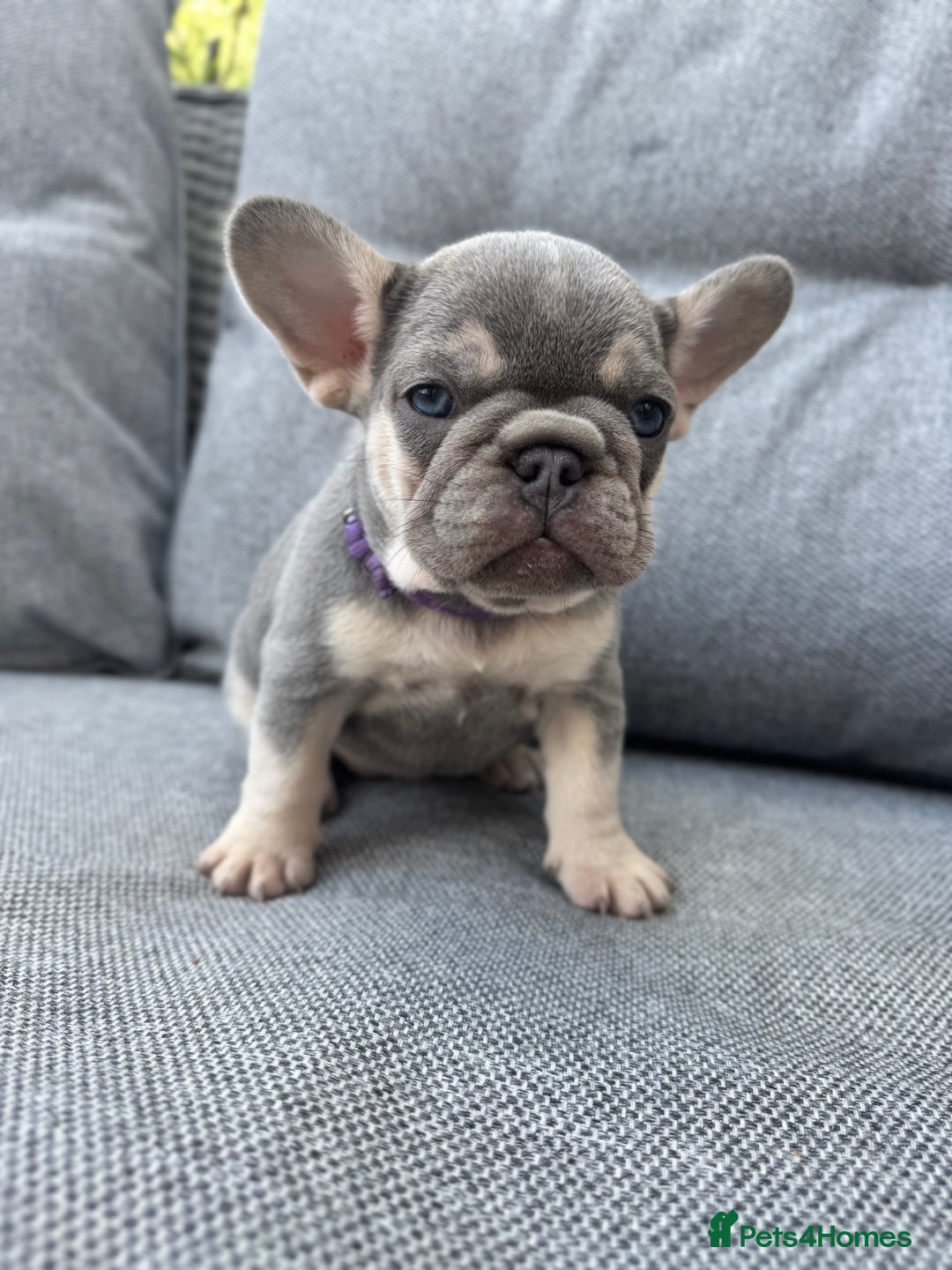 French Bulldog dogs for sale: French bulldog puppies health tested, ready  - Image 2