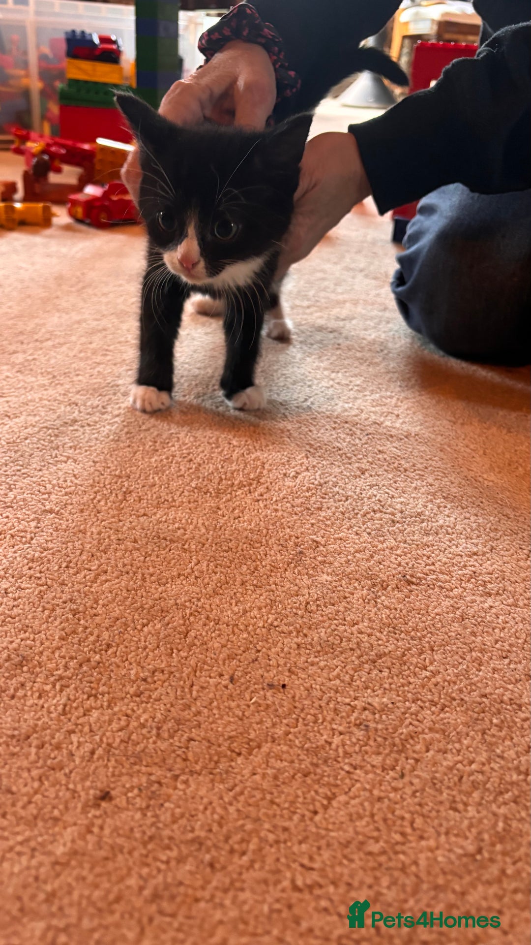 Mixed Breed cats for sale: Mixed Breed kittens - Advert 5