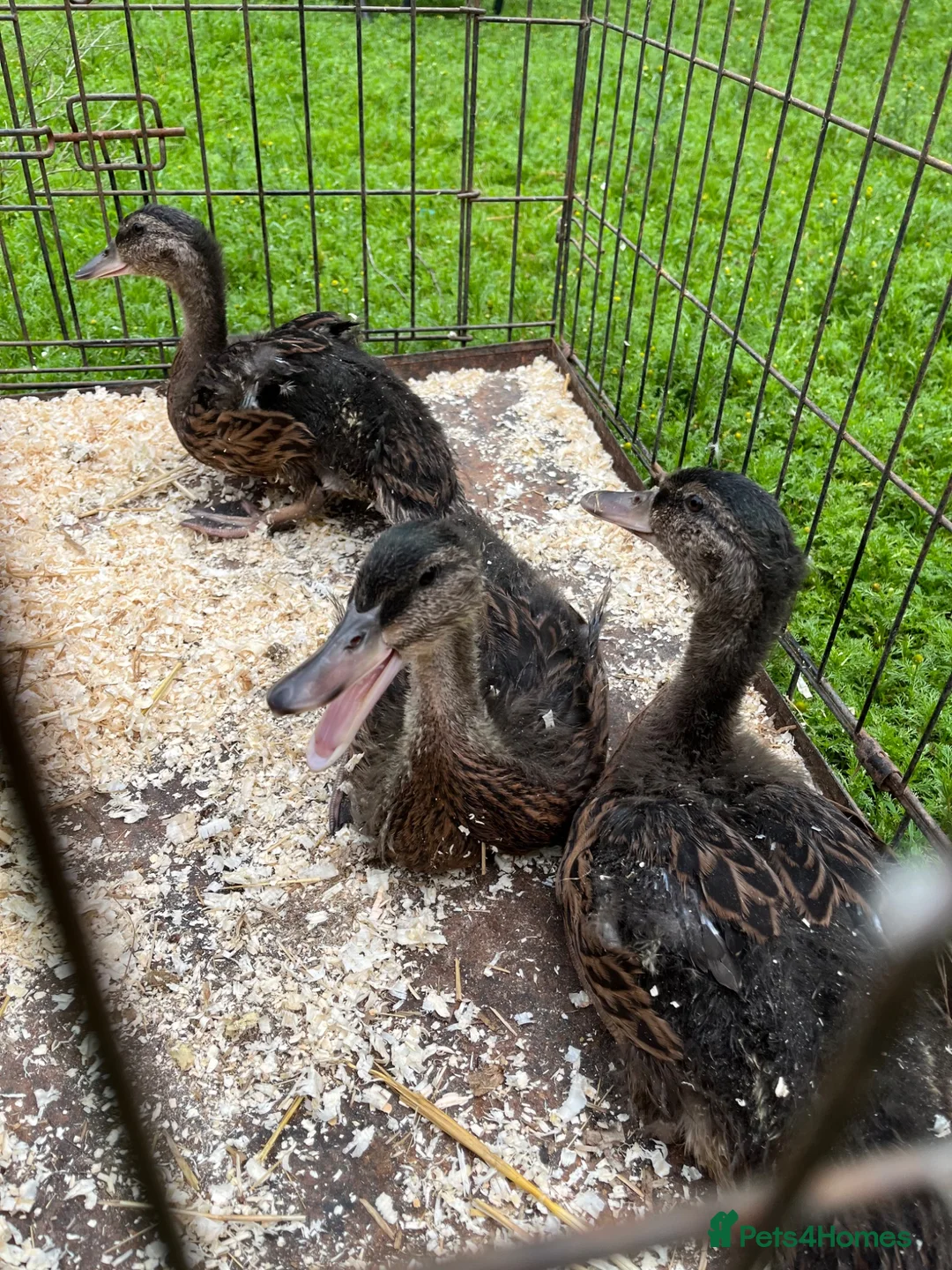 Ducks poultry for sale: Mallard ducklings  - Advert 2