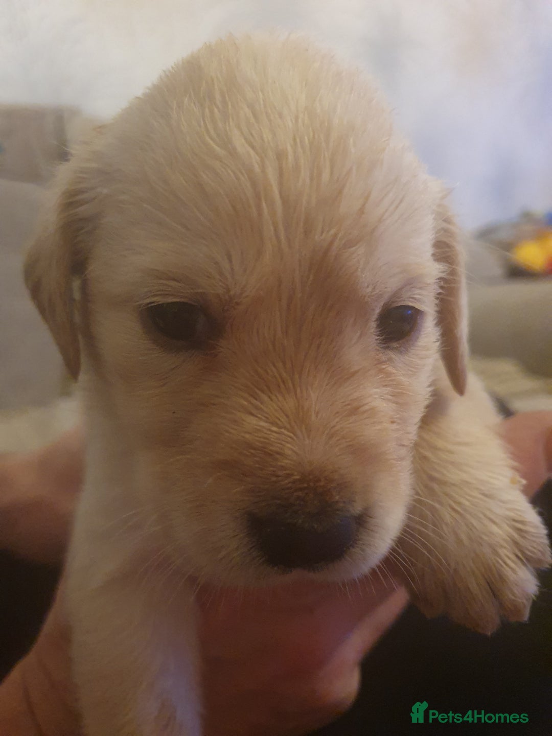 Labrador Retriever dogs for sale: labrador pups for sale home reared - Advert 9