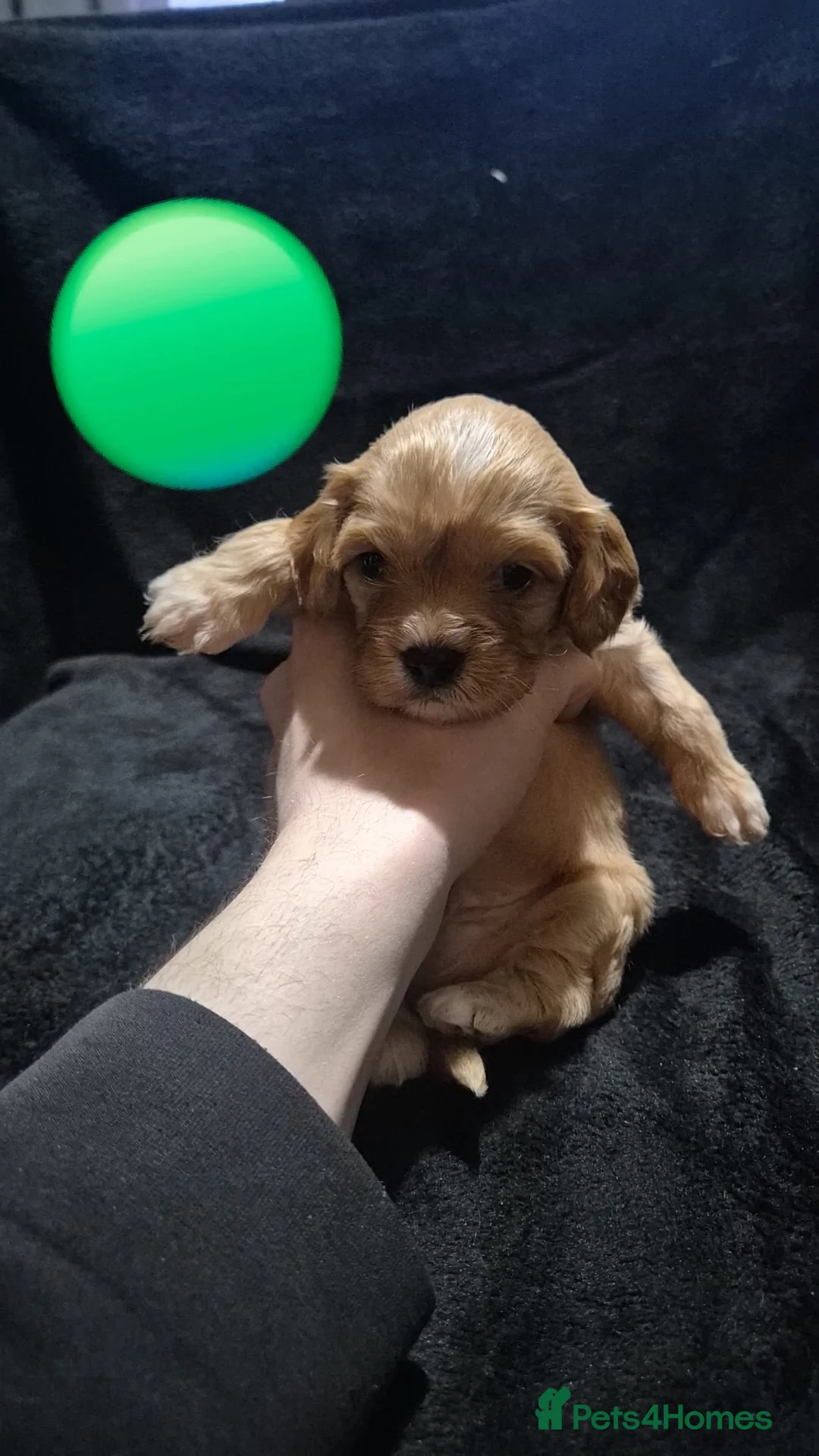 Mixed Breed dogs for sale: Cava tzu puppies - Advert 24