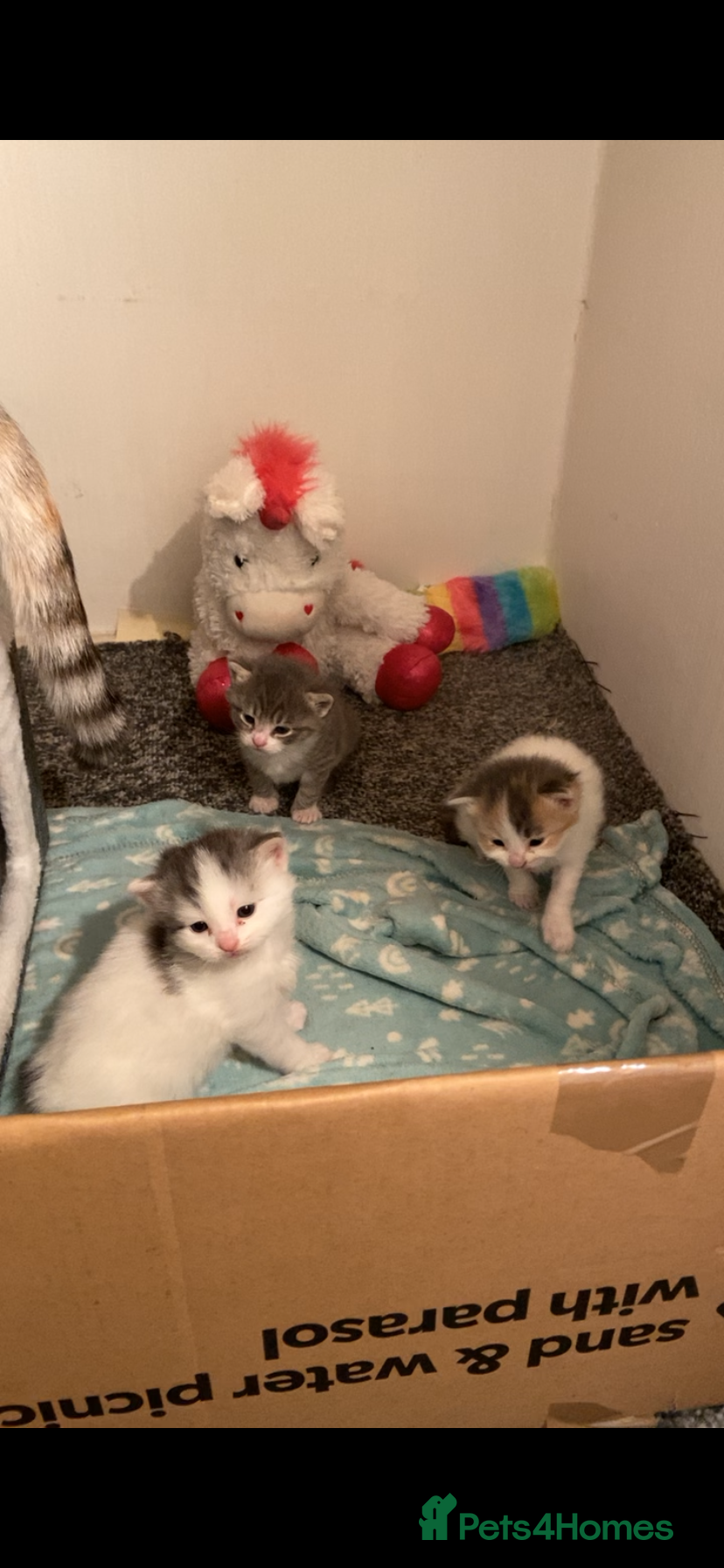 British Shorthair cats British Shorthair mixed - Advert 1