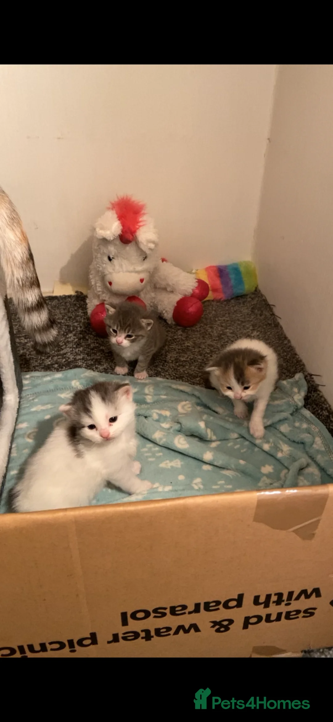 British Shorthair cats for sale: British Shorthair mixed in Stevenage - Advert 1