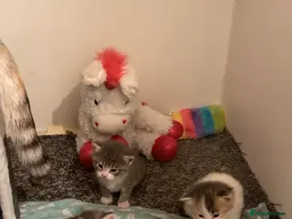 British Shorthair cats British Shorthair mixed - Advert 1