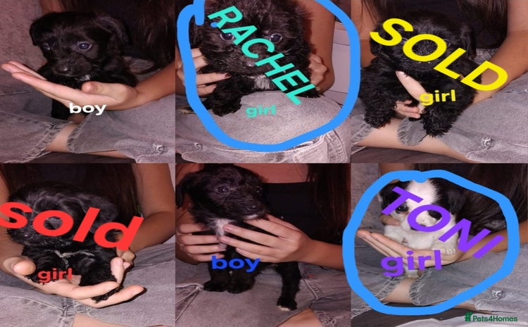 Jackapoo dogs Jackpoos - Advert 5