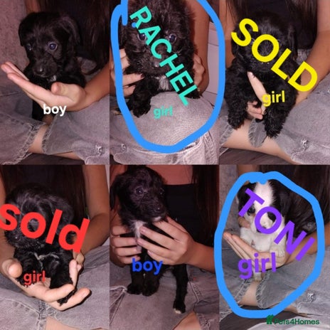 Jackapoo dogs Jackpoos - Advert 5