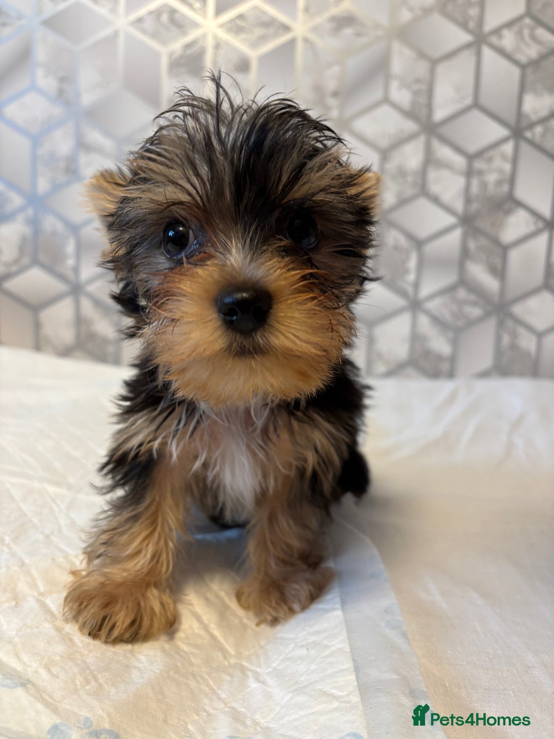 Yorkshire Terrier dogs for sale: Yorkshire terrier puppy boys - Image 2