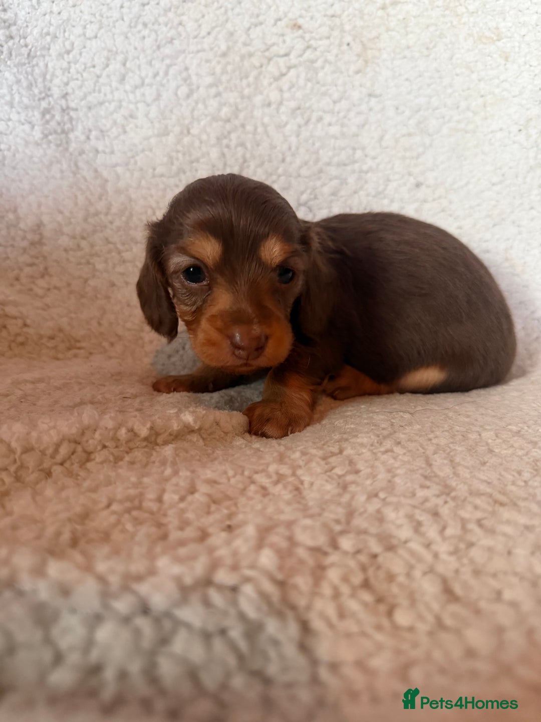 Miniature Dachshund dogs for sale: Beautiful KC silver dapple longhair miniature girl - Advert 21
