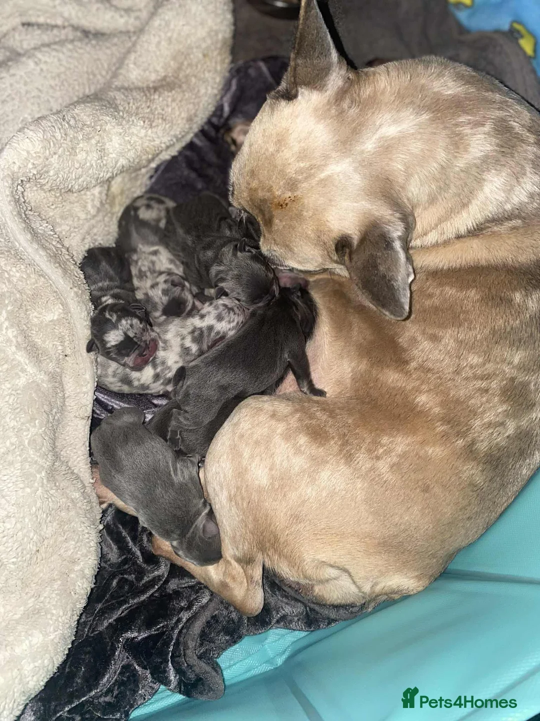 French Bulldog dogs for sale: Fawn Merle French Bulldog Puppies for sale - Advert 1