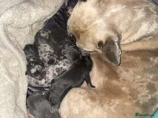 French Bulldog dogs Fawn Merle French Bulldog Puppies for sale - Advert 1