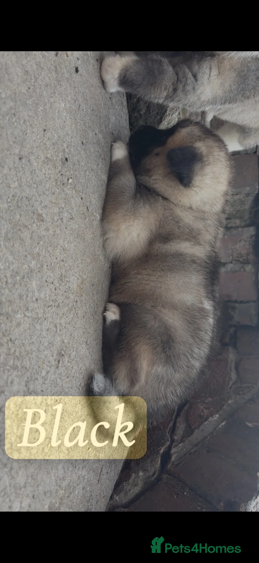 Akita dogs for sale: LAST BOY AKITA REDUCED  - Advert 2