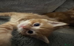 Mixed Breed cats for sale: Two ginger boys - Image 8