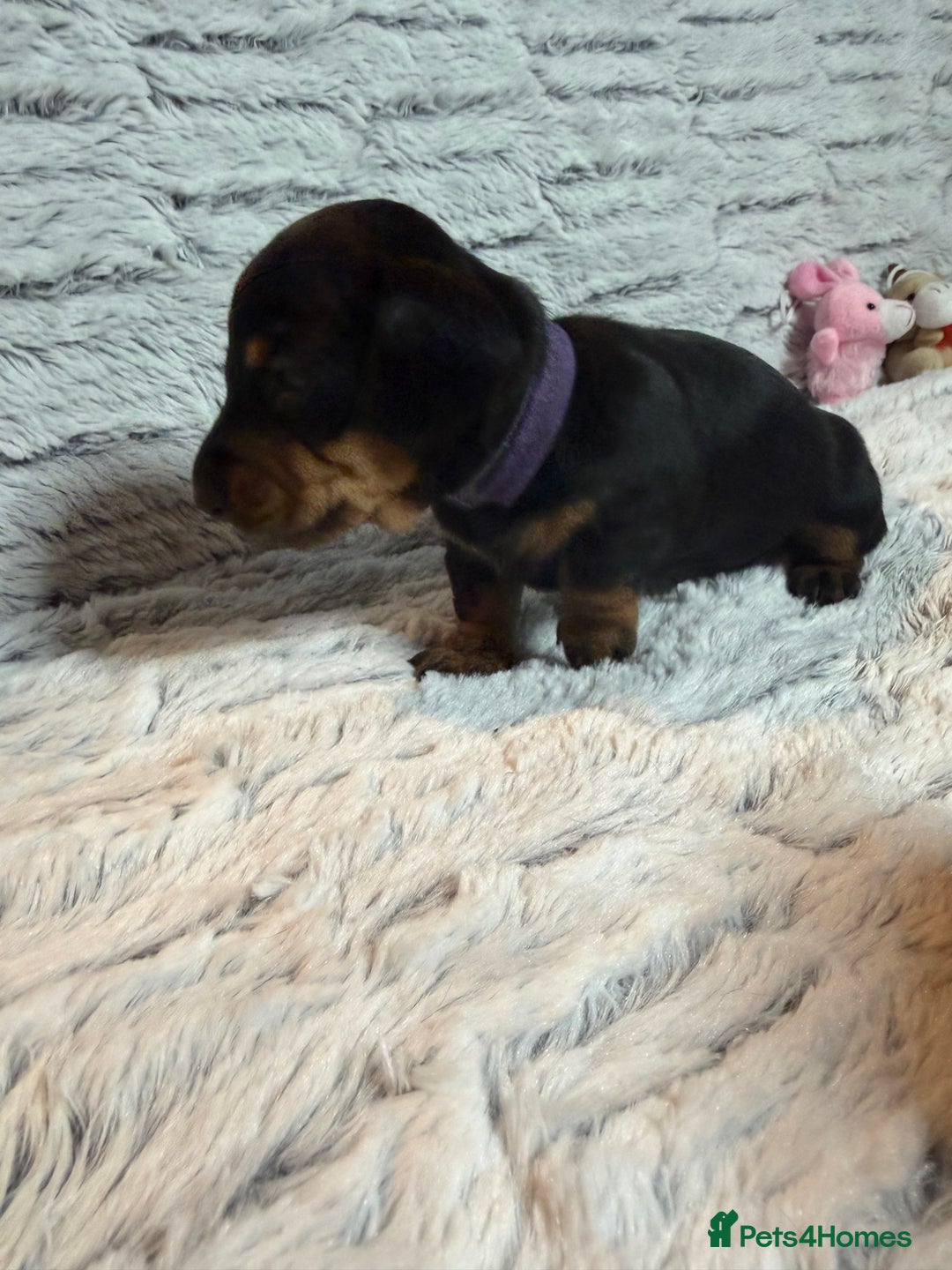 Dachshund dogs for sale: 6 Absolutely stunning dachshund  puppies for sale - Advert 16