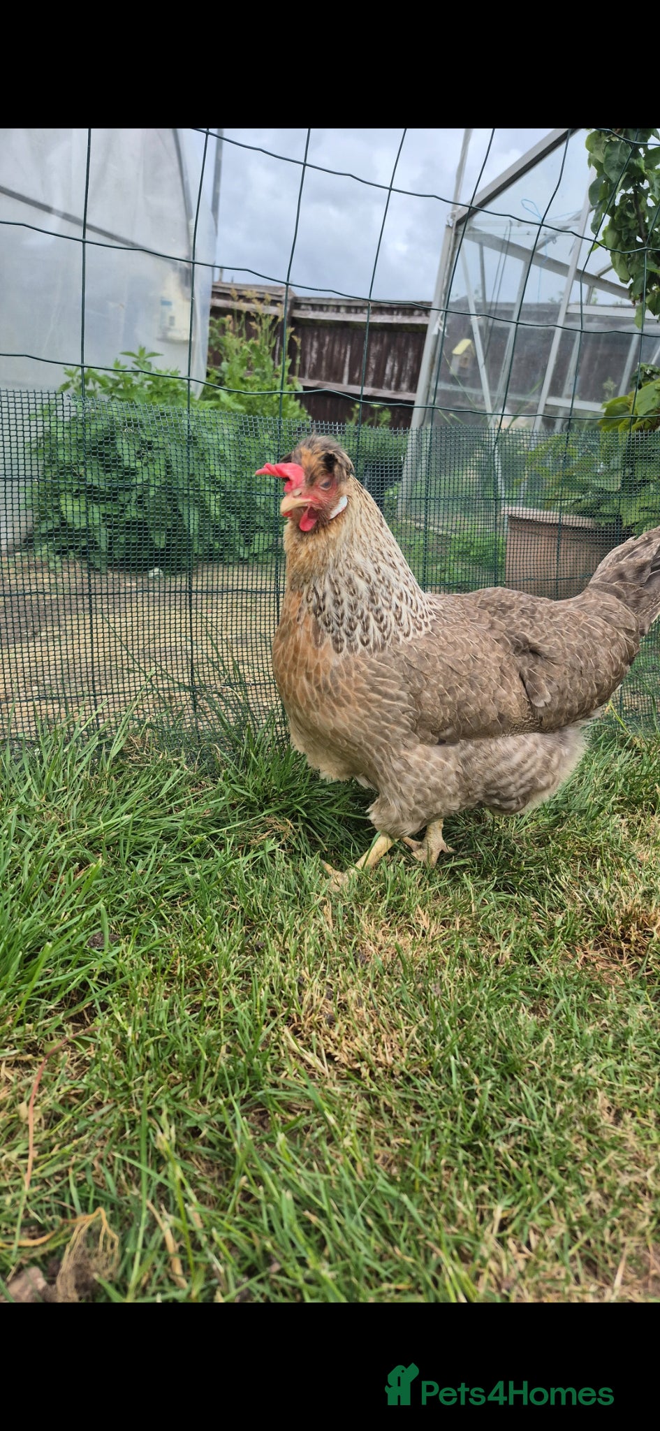 Chickens poultry for sale: 🐔  Mixed-Breed Hens - Advert 7