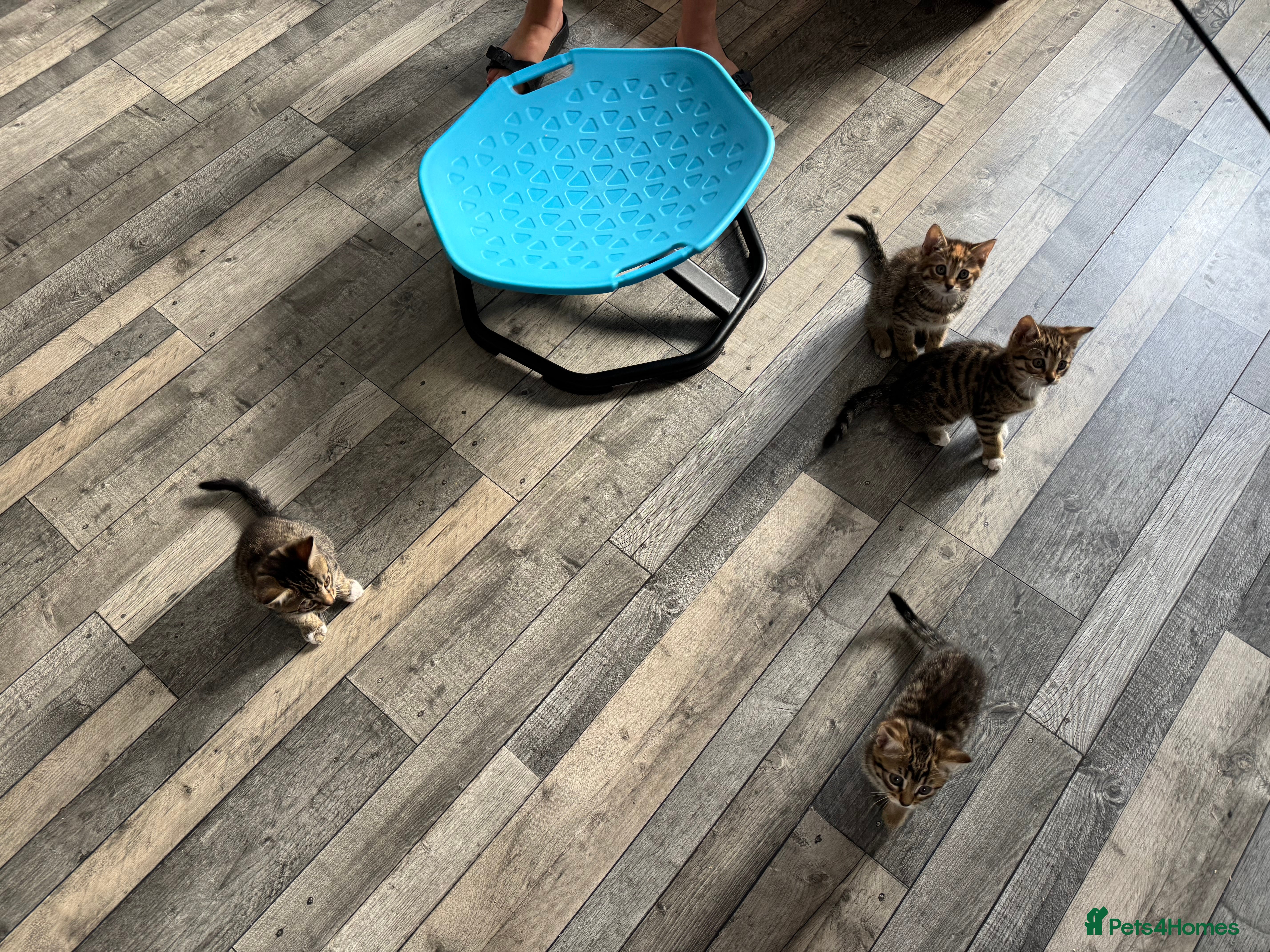 Bengal cats Bengal-cross kittens  - Advert 16