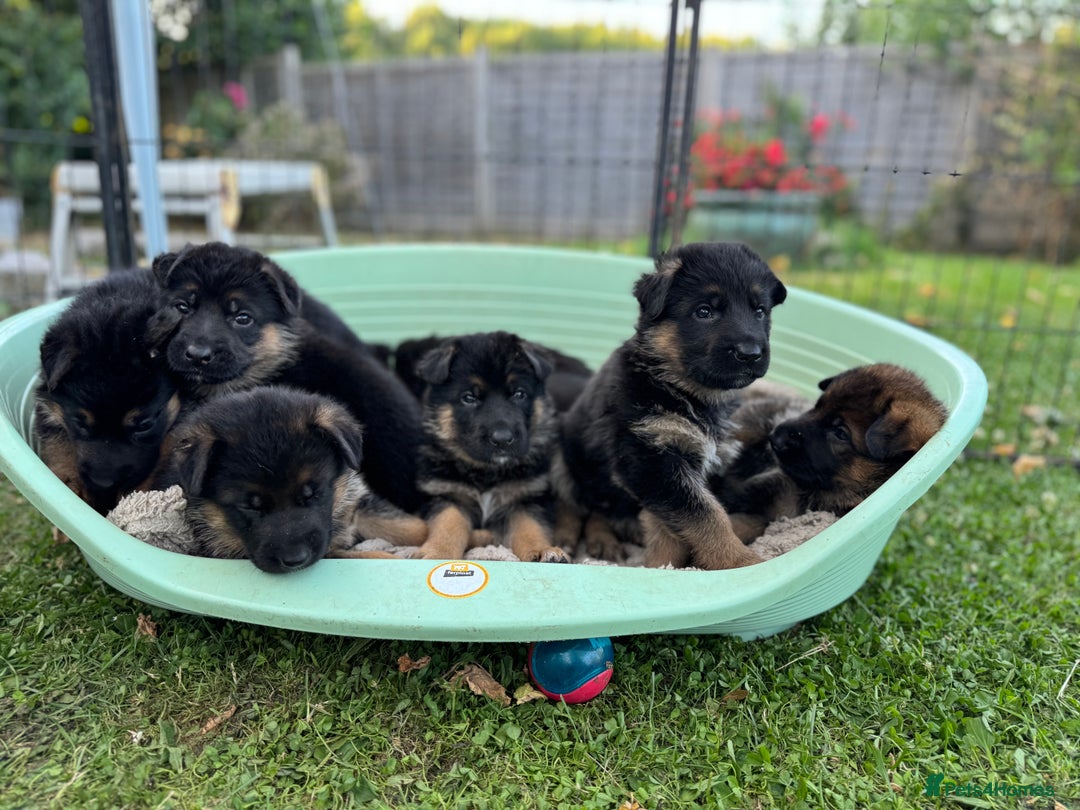 German Shepherd dogs for sale: 1 KC reg Quality Showline female puppy available  - Image 1