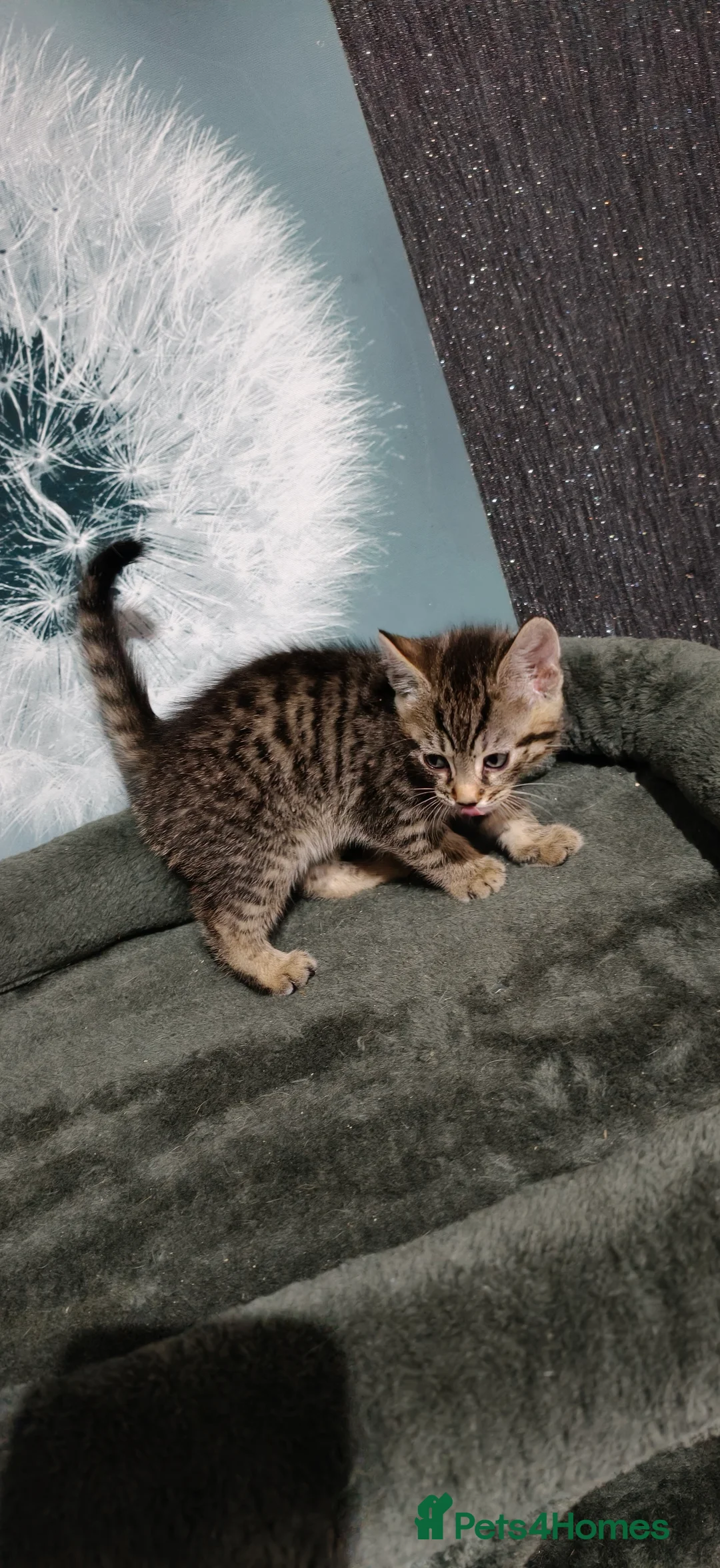 Mixed Breed cats for sale: 2 beautiful tabby kittens £80 each  - Advert 6