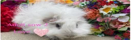 Guinea Pig rodents for sale: Pedigree Lunkarya/Blue/ Dalmation Guinea pigs  - Advert 11