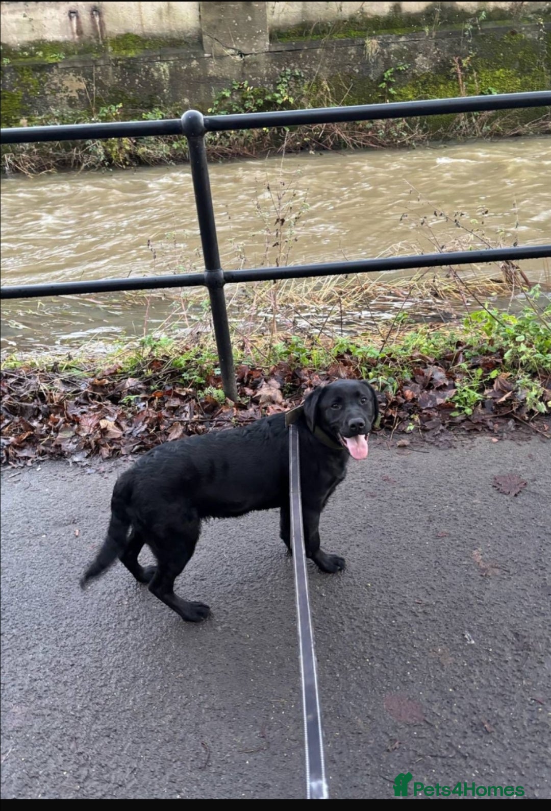 Labrador Retriever dogs for sale: EXCEPTIONAL CHARISMATIC YOUNG SUPERSTAR PUP - Advert 2