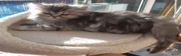 Siberian cats for sale: Absolutely Fabulous Kittens - Advert 13