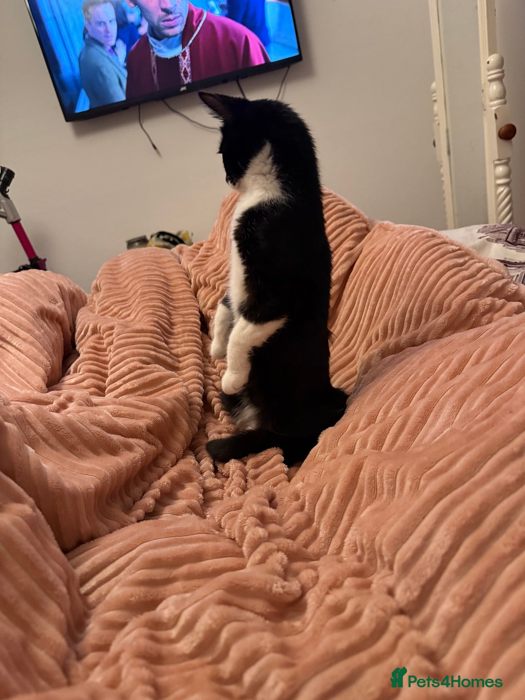 Mixed Breed cats for sale: Kittens  - Advert 3