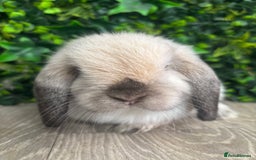 Mini Lop rabbits for sale: BEAUTIFUL BABY MINI LOP BUNNIES  - Image 3